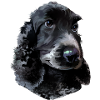 Cocker Spaniel dog
