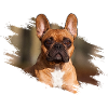 French bulldog