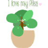 I love my Pilea
