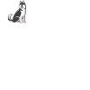 Husky dog