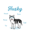 Husky dog