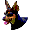 bunte pinscher doberman