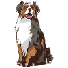 Australian Shepherd Aussie