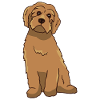 Labradoodle Goldendoodle