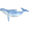 humpback whale