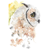 Tawny Owl