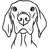 Dog Vizsla
