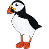 puffin