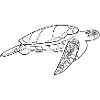 Sea turtle turtle