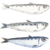 sardine