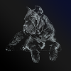 Cane Corso Italiano