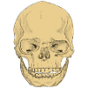 SkullPlain