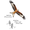 Red Kite