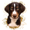 Bernese mountain dog