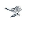 Falcon Whisperer | Falconry Falcon Love