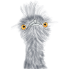 skeptical emu