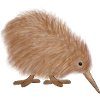 Kiwi Bird New Zealand