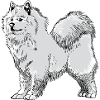 Samojede Schlittenhund Samojeden Geschenk