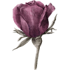 Rose flower