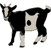 Goat black white