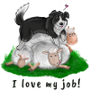 Border collie