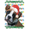 Ugly Christmas Boxer Dog