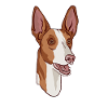 Podenco dog head portrait