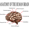 ANATOMIE VAN DE HERSENEN NEUROWETENSCHAPPELIJKE GAVE