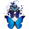Falena fantasia