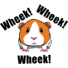 Ironic rodent guinea pig squeak
