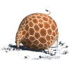 Rollin' Wild - Giraffe drinking