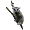 Lemur ring-tailed lemur Madagascar