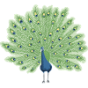 Peacock in blue and green