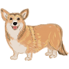 Corgi debout