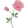 English rose