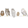 Owl friends