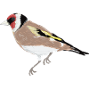 Gartenvogel Stieglitz