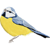 Blaumeise