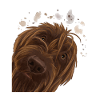 Curious Wirehaired Pointing Griffon Dog