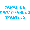 Cavalier King Charles Spaniel