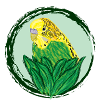 Yellow Parakeet / Yellow Budgie VI