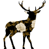 cerf