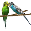 beaking budgerigar, bird pet, lover