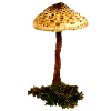 Parasol mushroom