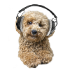 Poodle Pepe with headphones