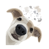 Curious Whippet Dog