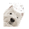 Nysgerrig West Highland Hvid Terrier Hund