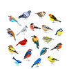 Bird Watching Orinthologist Birdwatching Gift