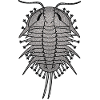 Trilobite Fossil Geology Paleontology Arthropod