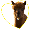 Alpaca alpaca lama llama